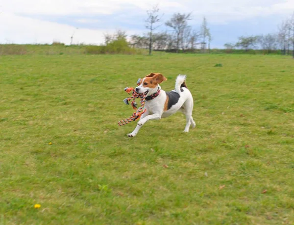 Beagle Con Juguete Boca Perro Corriendo Prado Tirón Juguete Perro — Foto de Stock