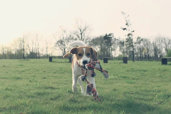 Cute beagle puppy with dog toy rope. Dog running in the meadow. Playful puppy with dog toy