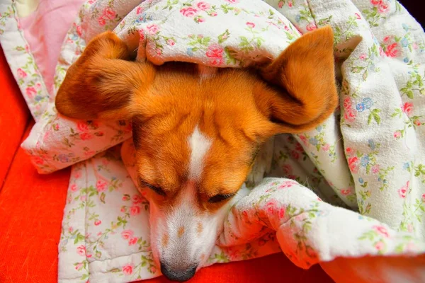 Beagle is resting under a blanket. Beagles ears spread on the blanket. Sleeping dog under a flowered blanket