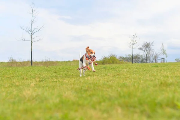 Beagle Puppy Runs Tug Toy Its Mouth Playful Dog Running — Stock Photo, Image
