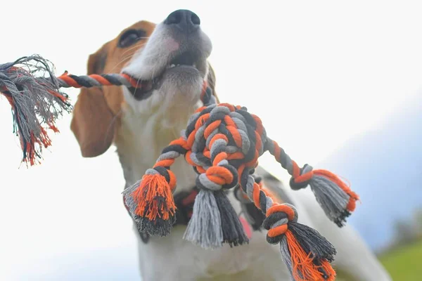 Close-up of a beagle and its owner playing tug of war with a dog toy. Playful dog and its dog toy. Dog in the meadow