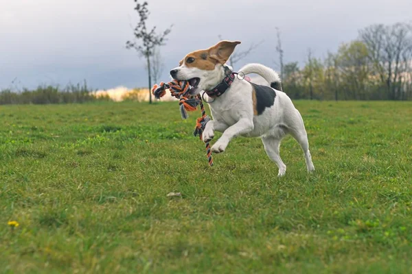 Lindo Perrito Beagle Con Cuerda Juguete Para Perros Perro Corriendo — Foto de Stock