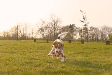 Yürüyüşe çıkmış neşeli bir köpek. Köpek oyuncağı ipi olan şirin bir köpek yavrusu. Köpek çayırda koşuyor. Oyuncak köpek ile oyuncak köpek