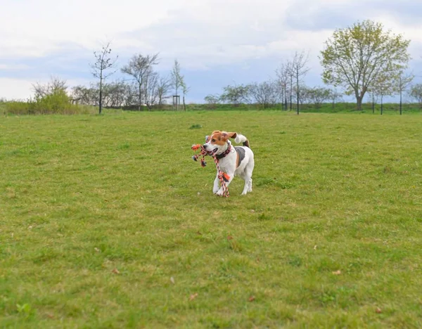 Bir Köpeği Ağzında Bir Oyuncak Ile Koşar Çayırda Koşan Oyuncu — Stok fotoğraf
