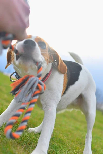 Primer Plano Beagle Dueño Jugando Tira Afloja Con Juguete Para — Foto de Stock