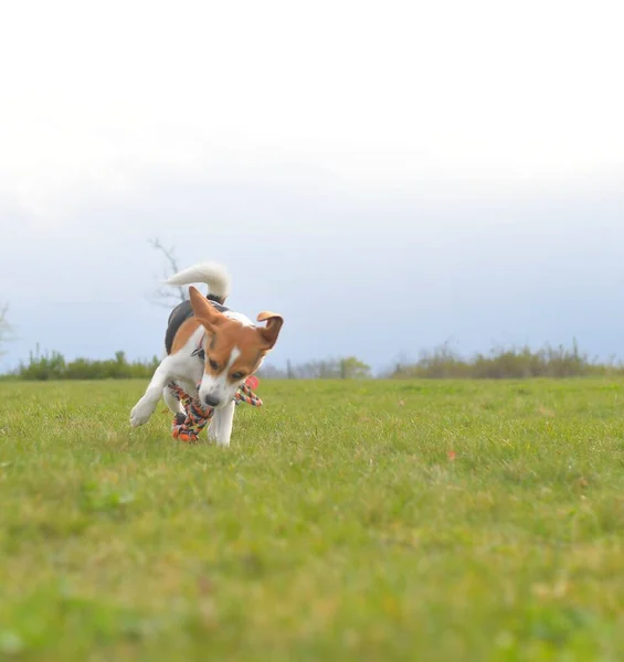 犬のおもちゃのロープでかわいいビーグル子犬 牧草地を走る犬 犬のおもちゃで遊ぶ子犬 — ストック写真