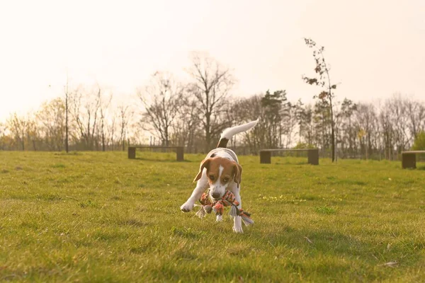 Yürüyüşe Çıkmış Neşeli Bir Köpek Köpek Oyuncağı Ipi Olan Şirin — Stok fotoğraf