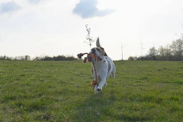Yürüyüşe Çıkmış Neşeli Bir Köpek Köpek Oyuncağı Ipi Olan Şirin — Stok fotoğraf