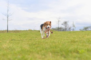 Ağzında oyuncak olan bir av köpeği. Çayırda koşan köpek. Bir köpeğin ağzındaki savaş köpeği oyuncağı.