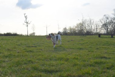 Köpek oyuncağı ipi olan şirin bir köpek yavrusu. Köpek çayırda koşuyor. Oyuncak köpek ile oyuncak köpek