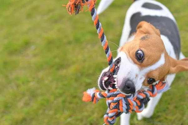 The dog is playing tug-of-war with the rope. Playful dog with toy. Tug of war between master and beagle dog