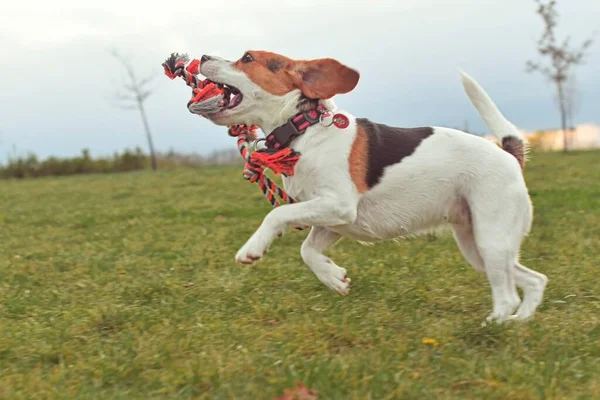 Cute beagle puppy with dog toy rope. Dog running in the meadow. Playful puppy with dog toy