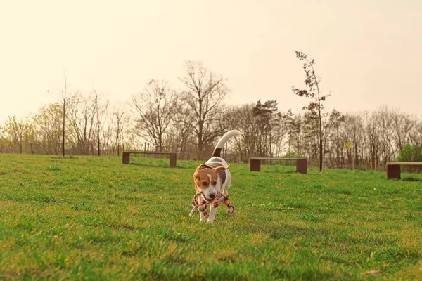 Perro Juguetón Paseo Lindo Perrito Beagle Con Cuerda Juguete Para — Foto de Stock