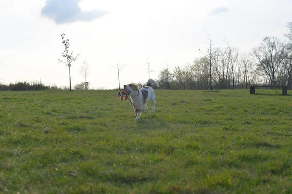 Aranyos Beagle Kölyök Kutyás Játékkötéllel Kutya Rohangál Réten Játékos Kiskutya — Stock Fotó