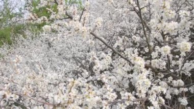 Çiçeklerle dolu vahşi bir çalılık. Çiçek açan ağaçlarla dolu vahşi bahar doğası