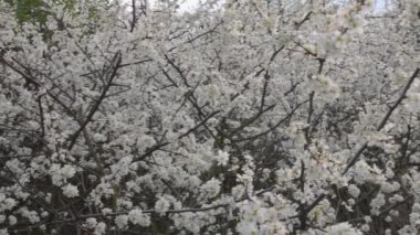 Çiçek açan beyaz çiçeklerle dolu bir çalı. Bahar doğası çiçek açan ağaçlarla doludur.