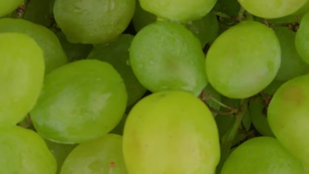 Makro Zielonych Winogron Zbliżenie Białych Winogron Białe Winogrona Kroplami Wody — Wideo stockowe