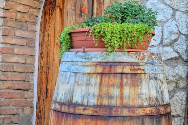Old wooden barrel with flowers in a plastic pot. Old wine cellar walls. The concept of traditional winemaking and modern tourism.