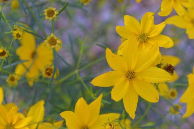 Coreopsis, Asteraceae familyasından bir bitki cinsidir. Yaygın isimler arasında kalliopsis ve kene tohumu vardır. 75 tane 80 Coreopsis türü var, hepsi de Kuzey, Merkez ve