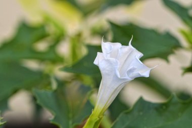 Datura stramonyumu, bilinen adıyla, jimson otu, hendek otu, pis kokulu ot, Kore sabah şanı, Jamestown otu, elma, melek trompeti, şeytan trompeti, şeytan tuzağı, şeytan tohumu, deli