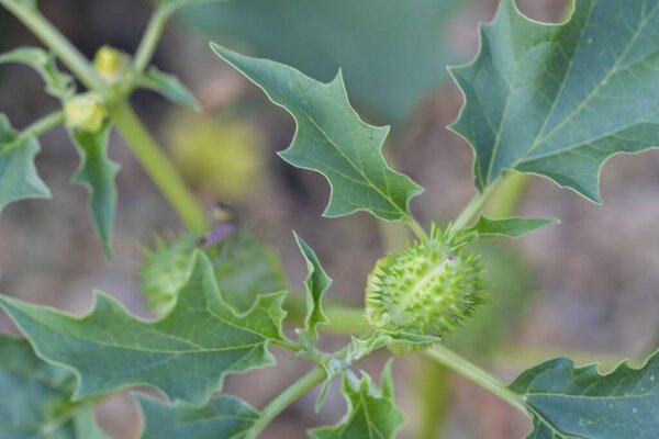 Datura stramonium, известный под распространенными именами, сорняк Джимми, канава сорняков, вонючая трава, корейская утренняя слава, Jamestown сорняки, терновый яблок, ангелы труба, дьявольская труба, дьявольские силки, семена дьяволов, сумасшедшие