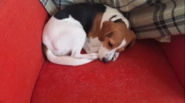 Kırmızı koltukta uyuyan sevimli av köpeği. Oturma odasındaki koltukta dinlenen üç renkli köpek..