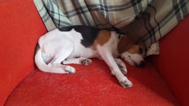 Kırmızı sandalyede dinlenen bir köpek. Beagle kırmızı koltukta dinleniyor. Koltuk köpek tüyüyle dolu. Köpek bakımı kavramı.