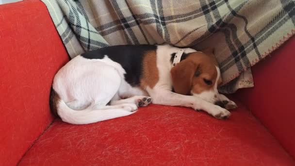 Netter Beagle Hund Der Auf Einem Roten Sitz Schläft Dreifarbiger — Stockvideo