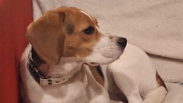 Vídeo Macro Beagle Tricolor Perro Beagle Descansando Una Silla Sala — Vídeos de Stock