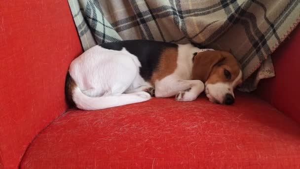 Śpiący Pies Gończy Czerwonym Krześle Trzykolorowy Beagle Spoczywa Fotelu Siedzenie — Wideo stockowe