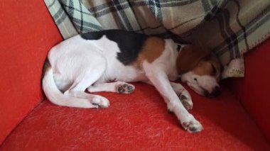 Kırmızı sandalyede dinlenen bir köpek. Beagle kırmızı koltukta dinleniyor. Koltuk köpek tüyüyle dolu. Köpek bakımı kavramı.