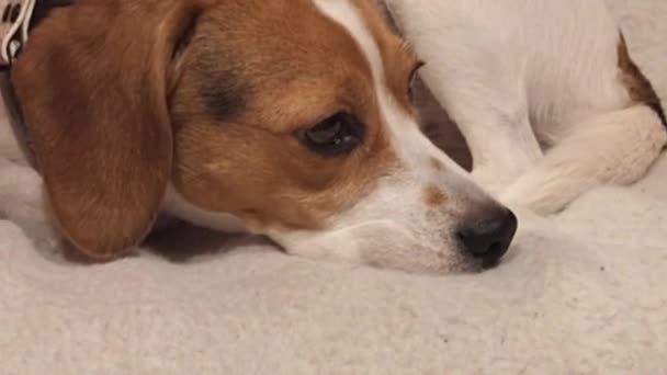 Makrovideo Von Dreifarbigem Beagle Beagle Hund Ruht Auf Einem Stuhl — Stockvideo
