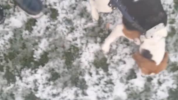 Dog Leash Walk Dog Walk His Master Snowy Grass Blurred — Stock Video