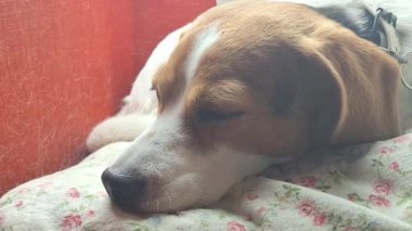 Uykulu bir av köpeği kırmızı bir koltukta dinlenir. Köpek tüyü dolu kırmızı sandalyede uyuyan köpek. Evcil hayvanlarla dolu bir evde temizlik kavramı..