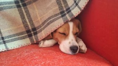 Kırmızı koltukta uyuyan sevimli av köpeği. Oturma odasındaki koltukta dinlenen üç renkli av köpeği. Kol koltuğu köpek tüyüyle kaplı. Evcil hayvanlarda düzen kavramı.