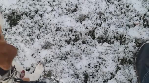 Pies Gończy Siedzi Śnieżnej Trawie Pies Spacerujący Swoim Panem Koncepcja — Wideo stockowe