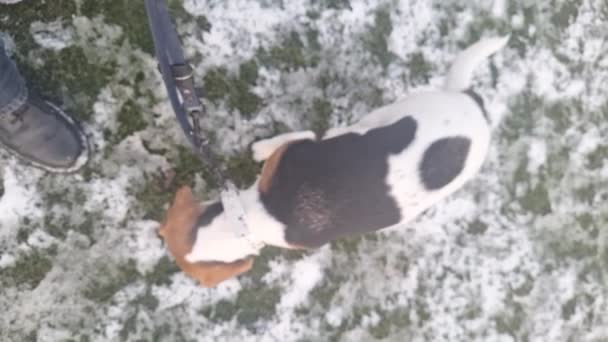 Собака Поводке Прогулке Собака Прогулке Хозяином Снежной Траве Бигл Дог — стоковое видео