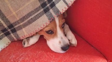 Battaniyenin altındaki sevimli av köpeği, kırmızı sandalyede uyuyor. Oturma odasında yorganın altında dinlenen üç renkli bir köpek. Kol koltuğu köpek tüyüyle kaplı. Evcil hayvanlarda düzen kavramı.