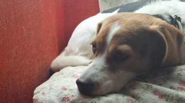 Uykulu bir av köpeği kırmızı bir koltukta dinlenir. Köpek tüyü dolu kırmızı sandalyede uyuyan köpek. Evcil hayvanlarla dolu bir evde temizlik kavramı..