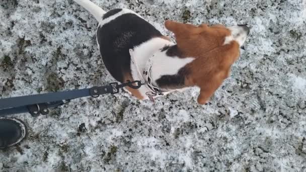 Beagle Dog Sitter Snöigt Gräs Hundpromenader Med Sin Herre Begreppet — Stockvideo