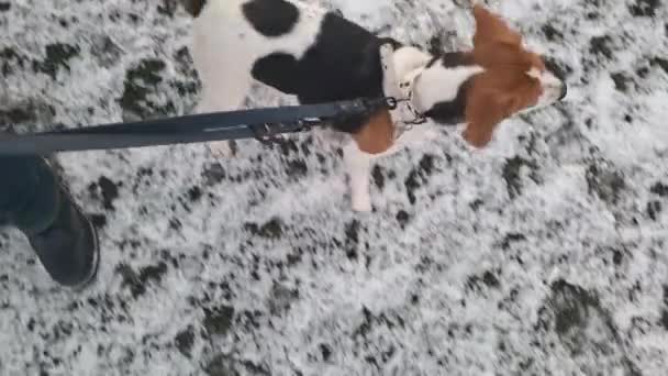 冬に散歩するビーグル犬 飼い主と散歩する犬 従順で忍耐強い犬の概念 — ストック動画