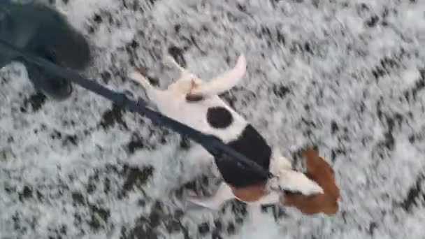 Beagle Perro Paseando Sobre Hierba Nevada Invierno Perro Paseando Con — Vídeos de Stock