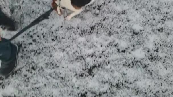 Pies Gończy Spacerze Zimie Pies Spacerze Właścicielem Koncepcja Posłusznego Cierpliwego — Wideo stockowe