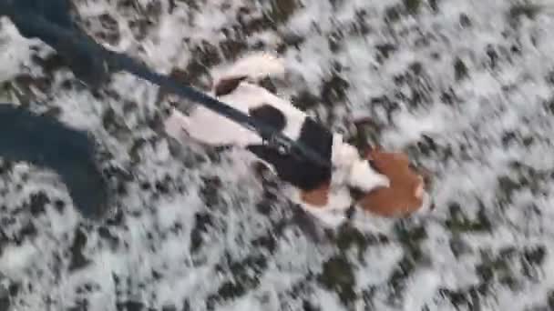 Pies Gończy Spacerujący Śnieżnej Trawie Zimie Pies Spacerze Swoim Panem — Wideo stockowe