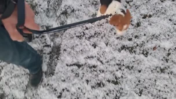 Pies Gończy Spacerujący Śnieżnej Trawie Zimie Pies Spacerze Właścicielem Koncepcja — Wideo stockowe