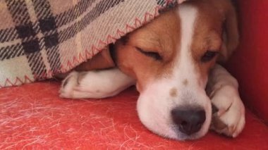 Battaniyenin altındaki sevimli av köpeği, kırmızı sandalyede uyuyor. Oturma odasında yorganın altında dinlenen üç renkli bir köpek. Kol koltuğu köpek tüyüyle kaplı. Evcil hayvanlarda düzen kavramı.