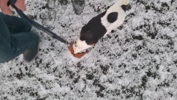 Beagle Dog Promenad Vintern Hund Promenad Med Sin Ägare Begreppet — Stockvideo