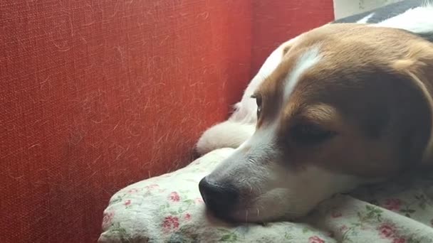 Zmęczony Śpiący Pies Gończy Spoczywa Czerwonym Fotelu Śpiący Pies Czerwonej — Wideo stockowe