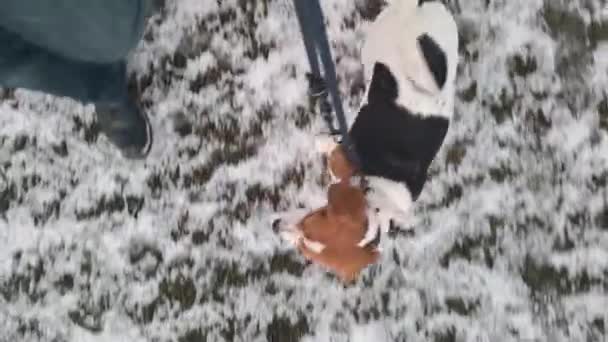 Beagle Kutya Sétál Havas Télen Kutya Sétál Gazdájával Koncepció Képzés — Stock videók