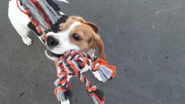 Close Beagle Seu Proprietário Jogando Rebocador Guerra Com Brinquedo Cachorro — Vídeo de Stock